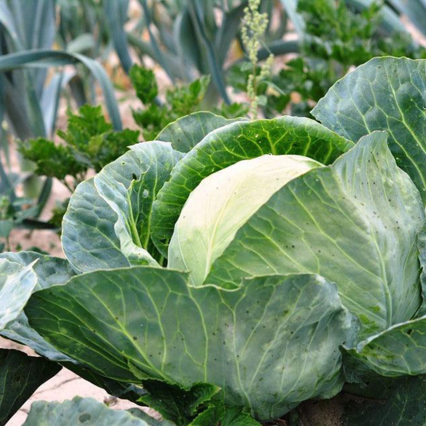 Early Round Dutch cabbage growing in the garden