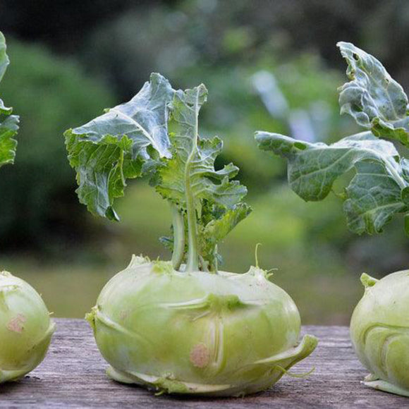 Early White Vienna Kohlrabi