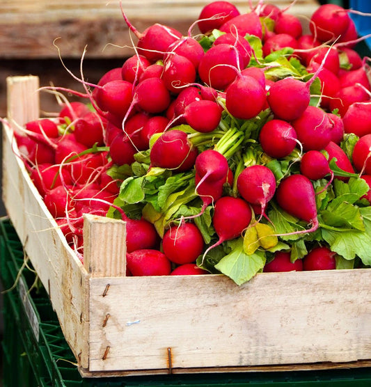 Easter Egg Blend Radish - Cheap Seeds, LLC