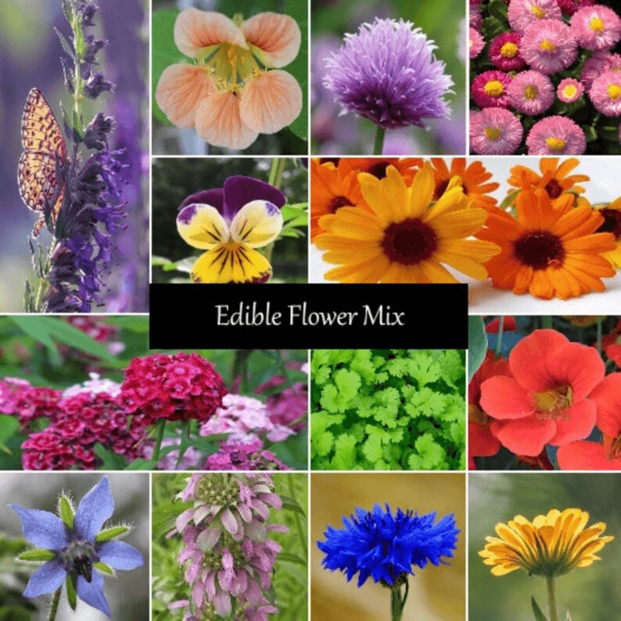 Edibal Flowr Edible Flower Seed Mixture – Colorful Culinary Flowers – Cheap Seeds, LLC