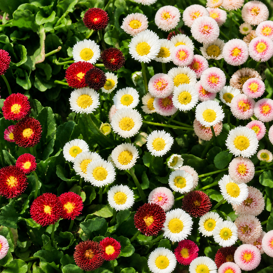 English Daisy Mix flowers in shades of red, pink, and white with bright yellow centers growing in a dense garden planting