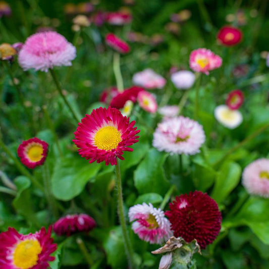 English Daisy
