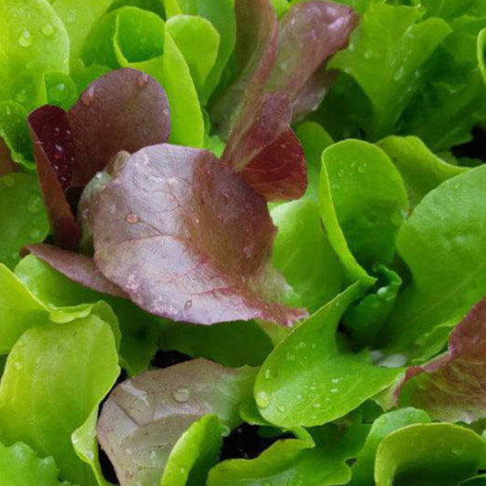Fall Winter Lettuce Mix