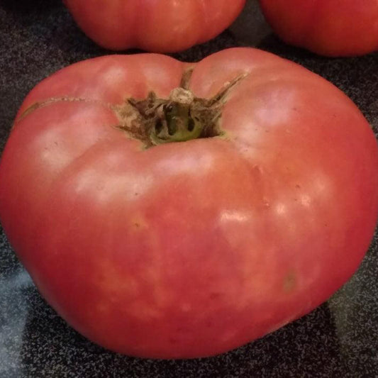 Ferris Wheel Tomato