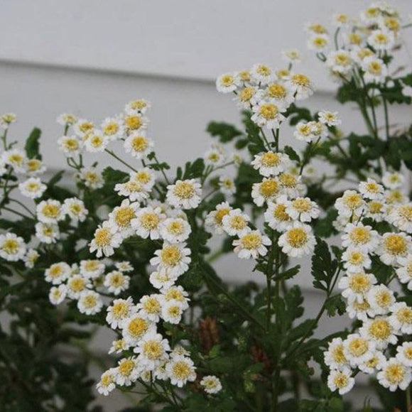 Feverfew