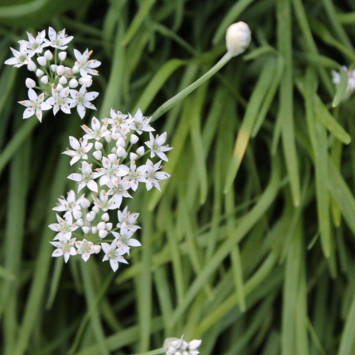 Garlic chives with white flowers and green leaves