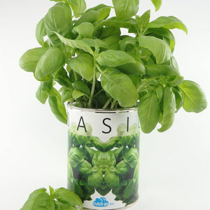 Genovese Basil