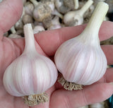 Spanish Roja Garlic