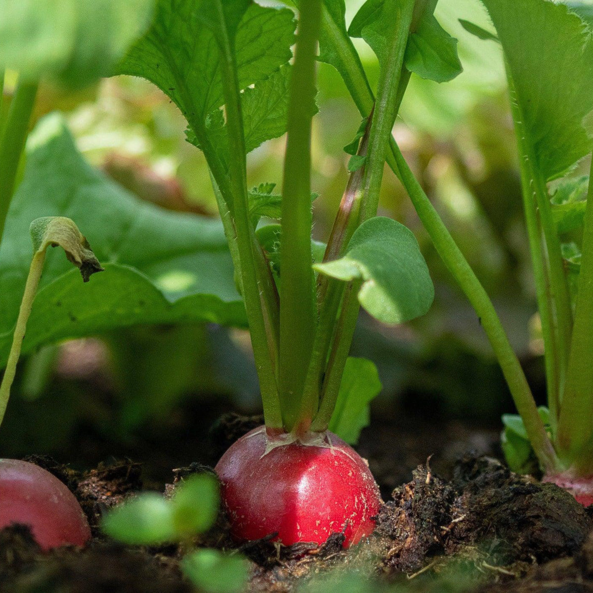 Giant Crimson radish growing in garden soil