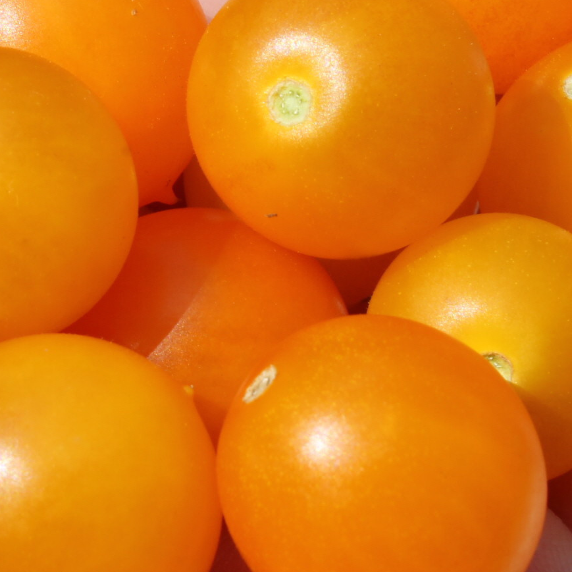 Close-up of ripe Gold Pearl micro dwarf golden-yellow cherry tomatoes