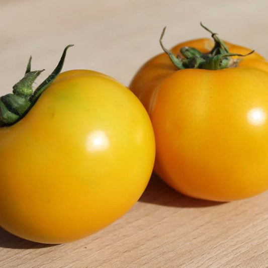 Two ripe Golden Juniata heirloom tomatoes with sweet yellow flesh, ready for harvest or fresh eating