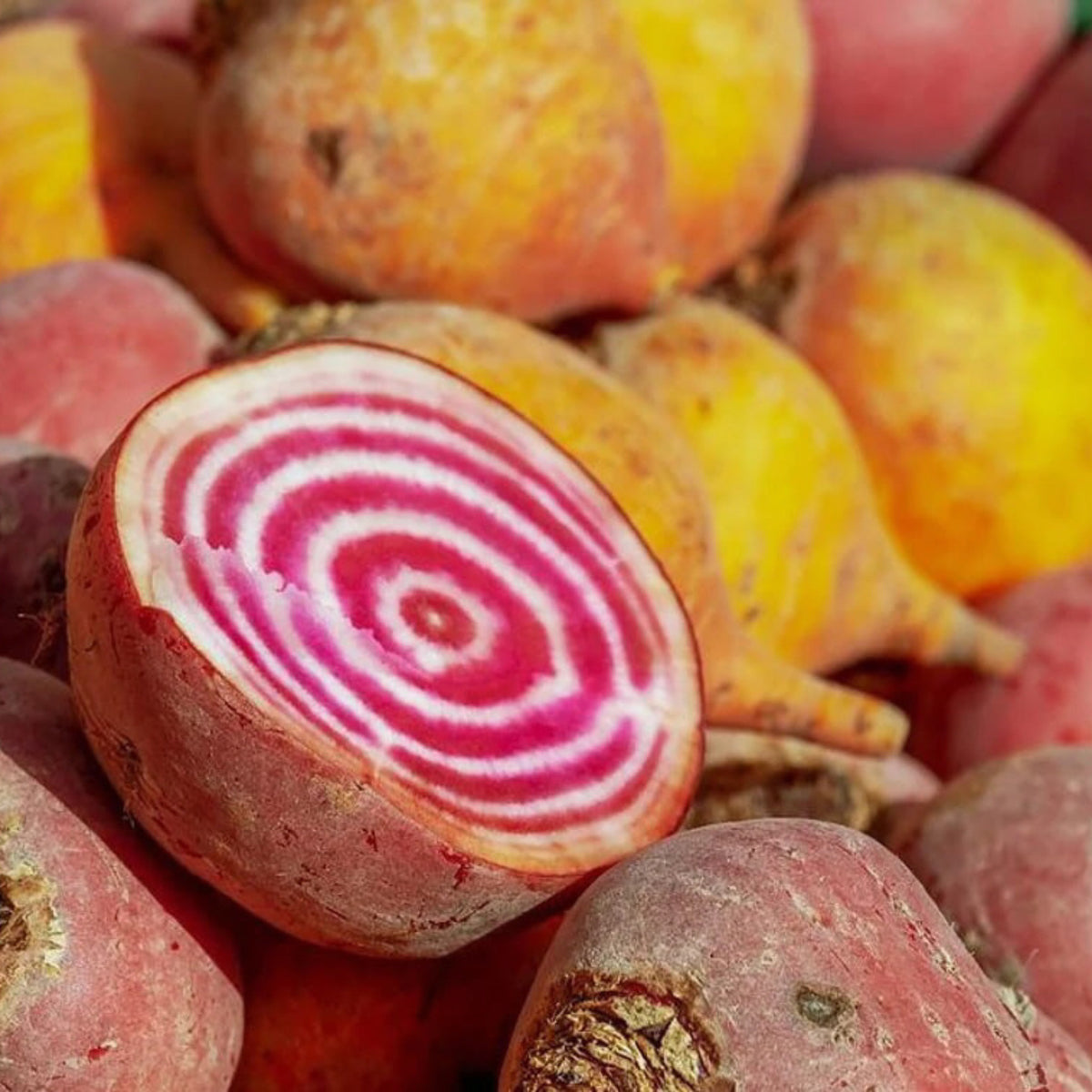 Gourmet beet mix with colorful red, golden and striped beets