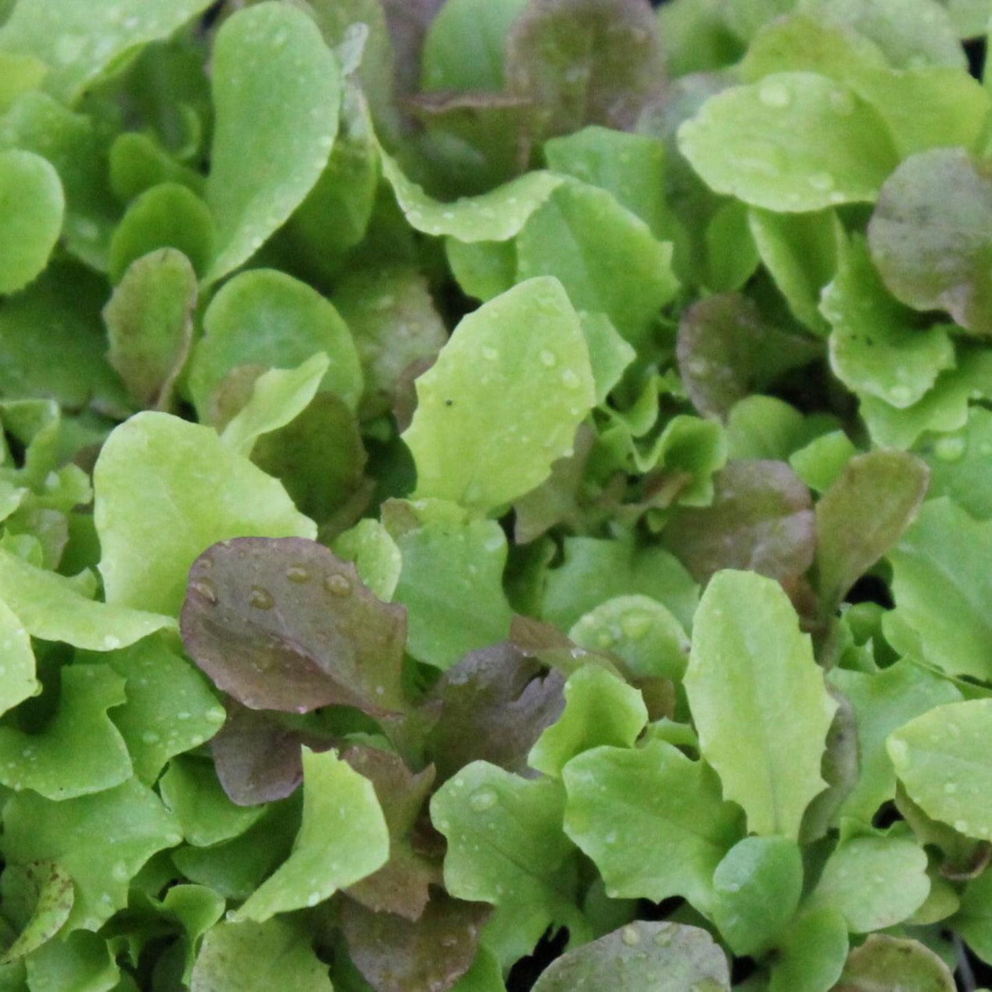 Gourmet lettuce mix with tender green and red lettuc