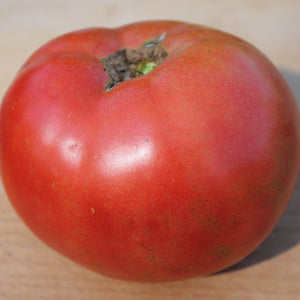 Grace Lahman Tomato