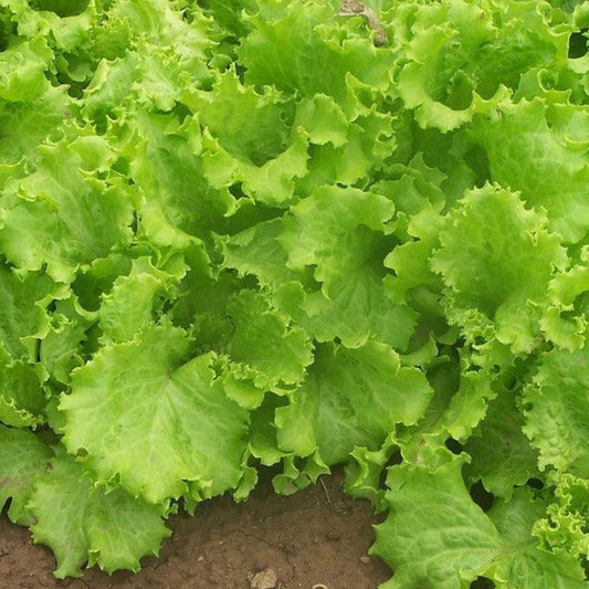 Grand Rapids lettuce with frilly green leaves and curled edges