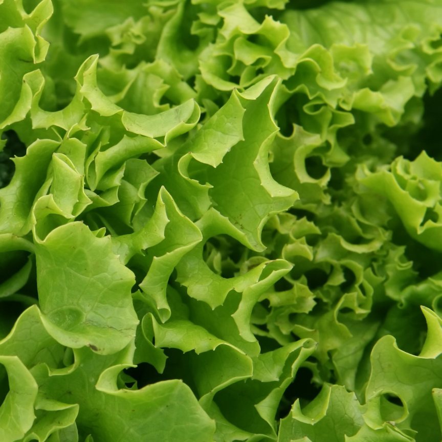Grand Rapids leaf lettuce with bright green ruffled leaves