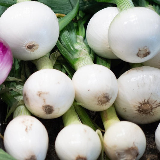 Close-up of white onions with green stems on a dark background