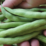 String Less Green Pod Bush Bean