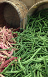 String Less Green Pod Bush Bean