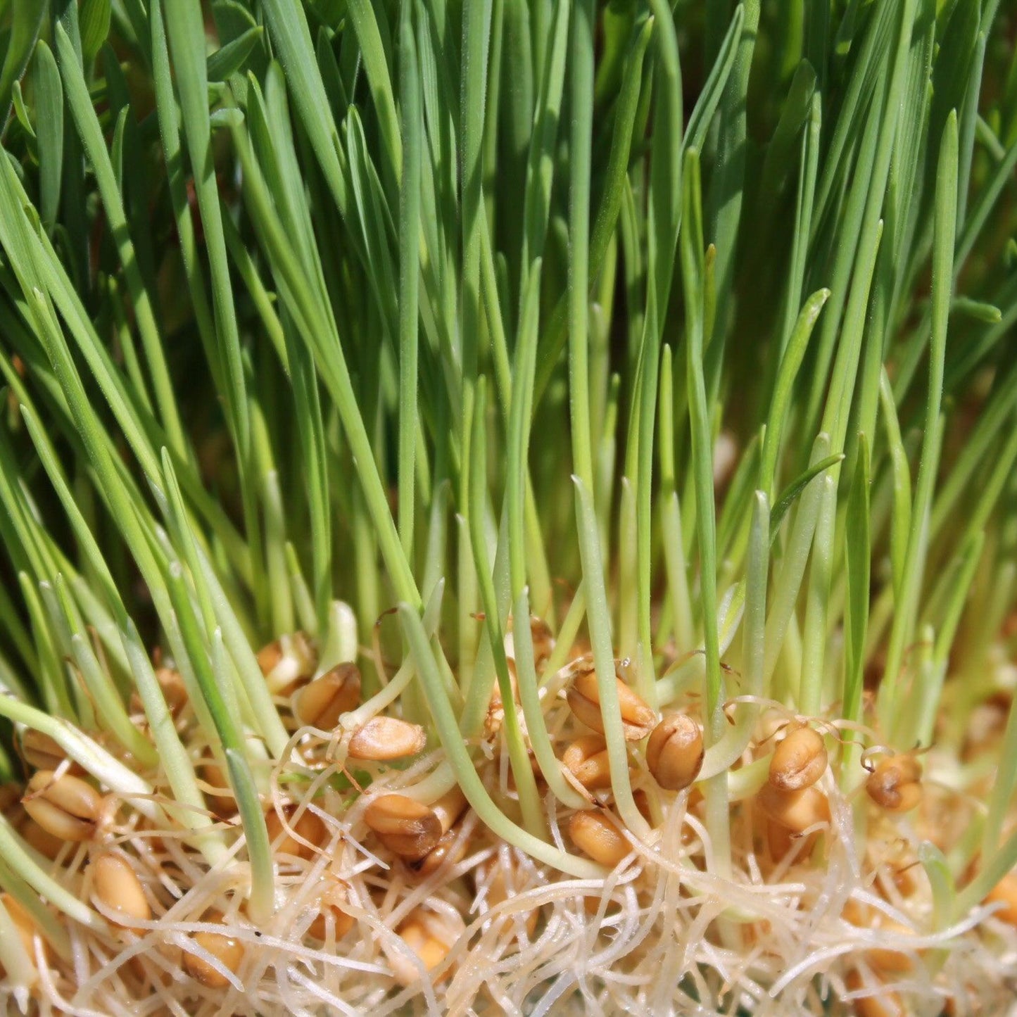 Hard Red Spring Wheat wheatgrass growing from sprouted wheat seeds with fresh green shoots