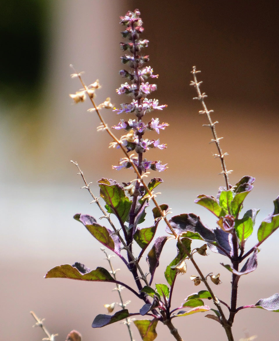 Holy Basil Seeds