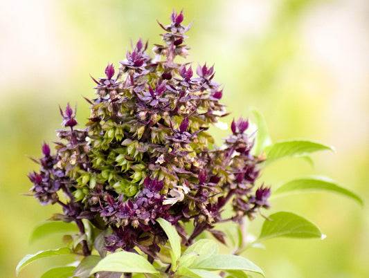 Holy Basil Seeds