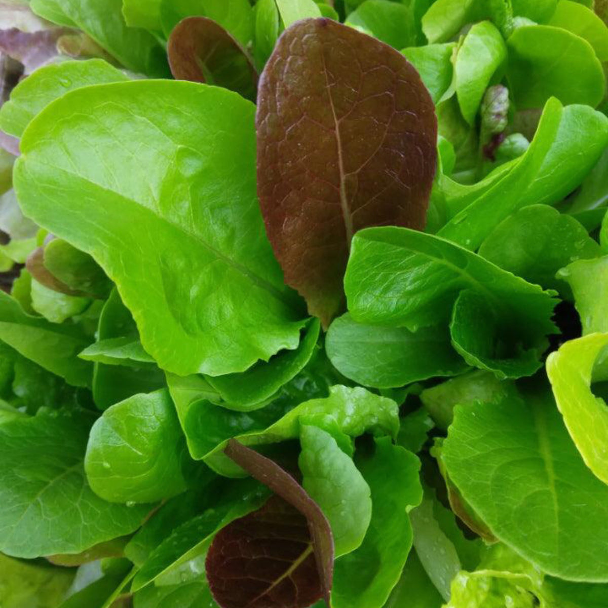 Heat Wave Lettuce Mix with green and red lettuce leaves