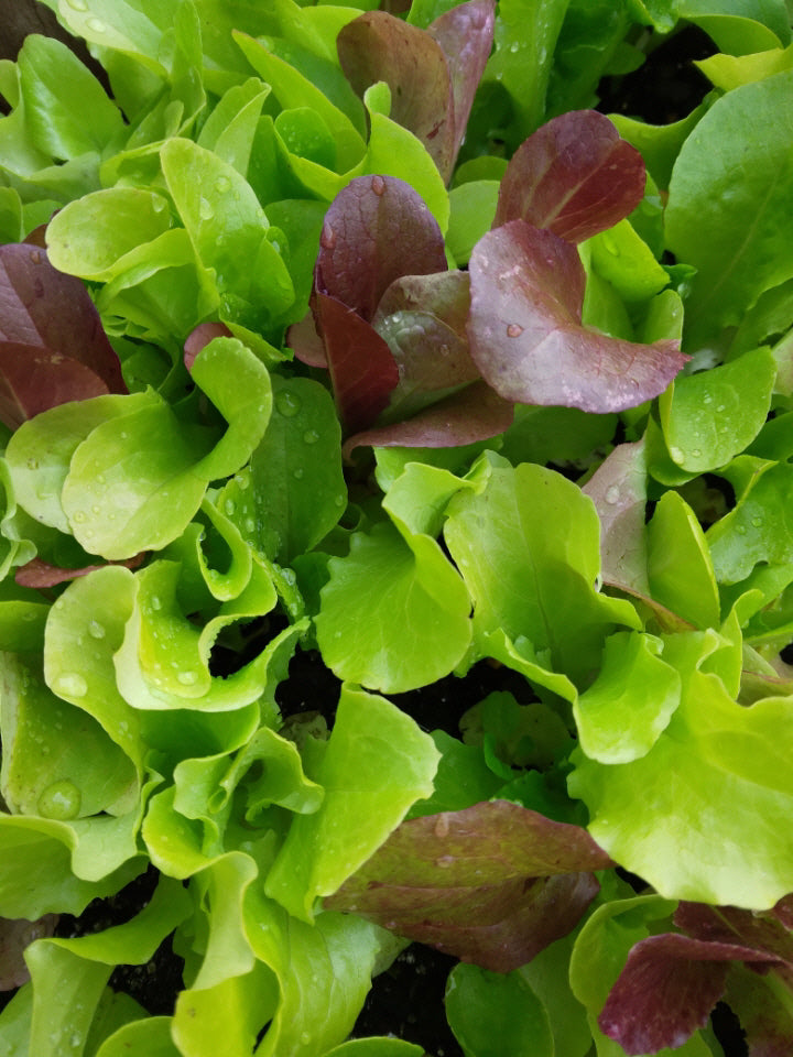 Heat Wave lettuce with green and red leaves
