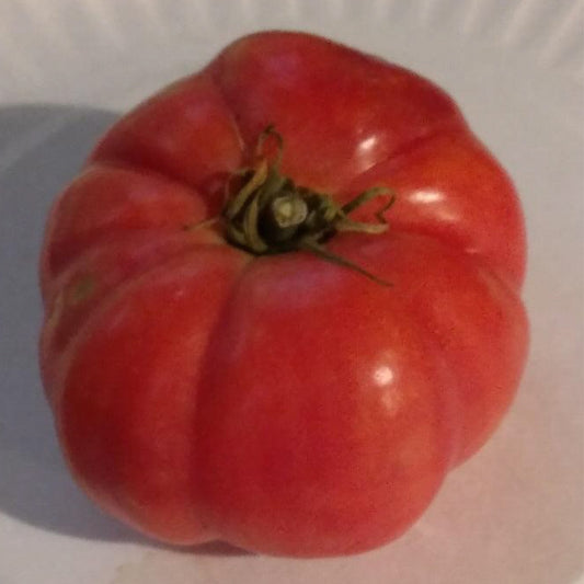 Heatherington Pink Tomato