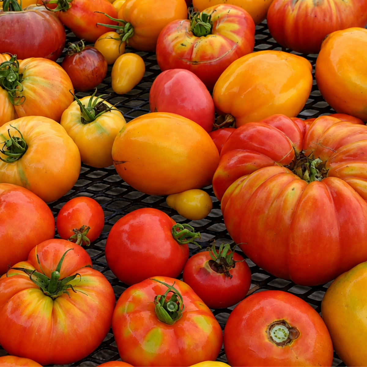 Rainbow Blend Heirloom Tomato Mix