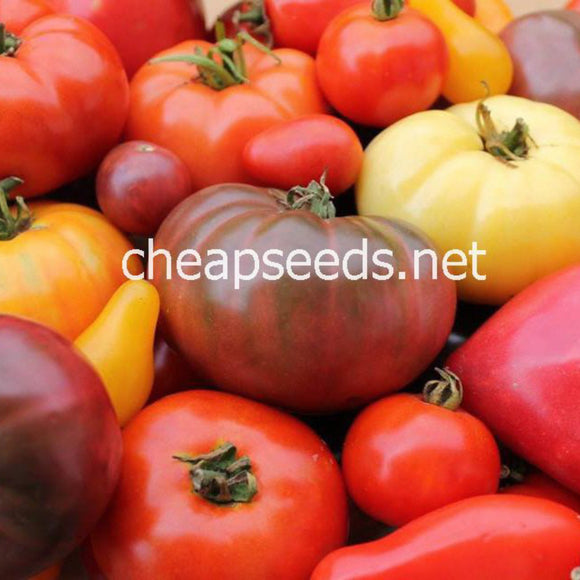 Heirloom Tomato Seeds Mix