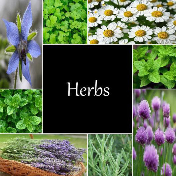 Herb Seeds - Choose from List