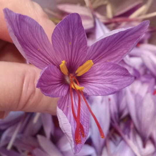 A hand holding a blooming saffron flower (Crocus sativus), showcasing the vibrant red threads, with additional harvested flowers visible in the background.