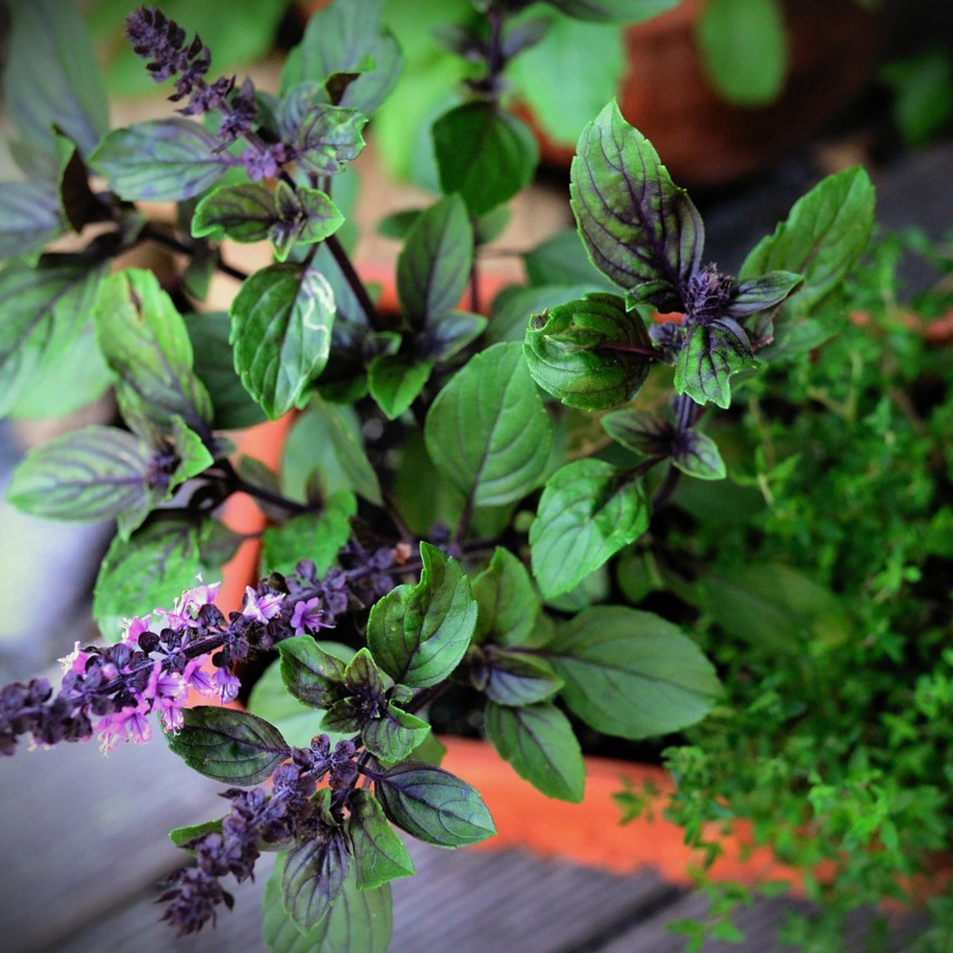 Basil plant with purple flowers and green leaves in a pot