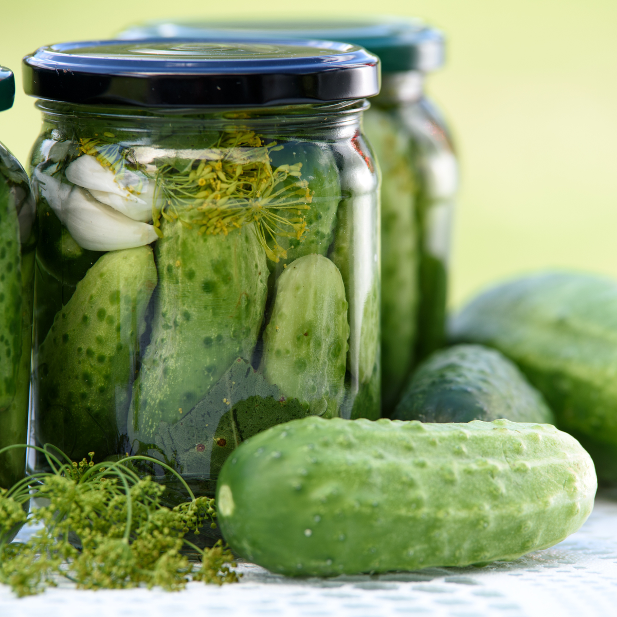 Homemade Pickles cucumbers with jars of homemade dill pickles for canning and preserving