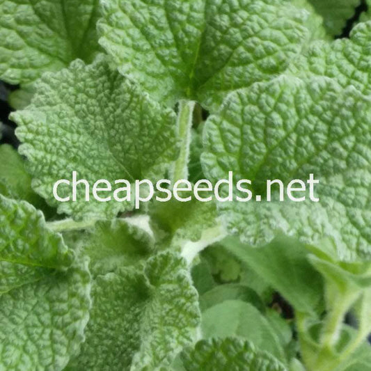 close up of horehound plant leaves in the garden
