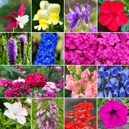Hummingbird Flower Seed Mixture