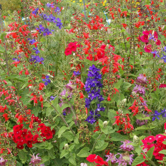 Hummingbird Flower Seed Mix growing with colorful red, purple, and pink flowers