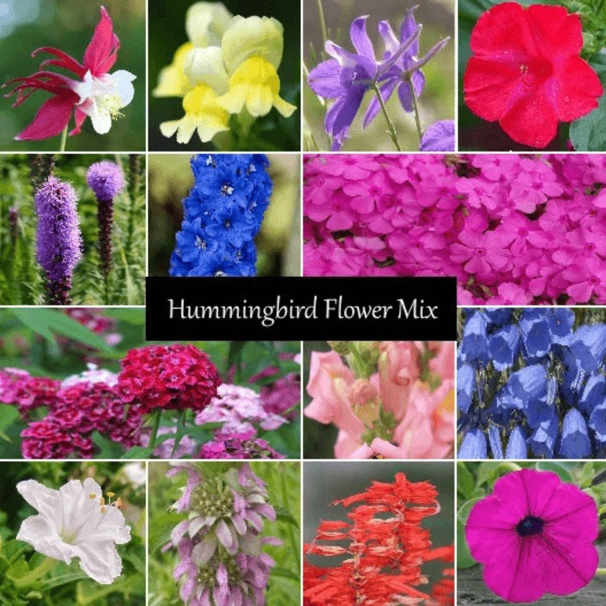Hummingbird Flower Seed Mix showing a colorful assortment of nectar-rich flower varieties