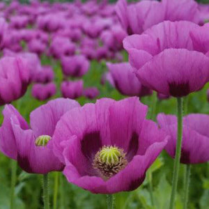 Hungarian Blue Breadseed Poppy