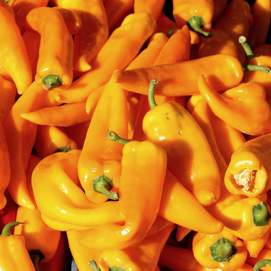 Hungarian Yellow Wax Pepper