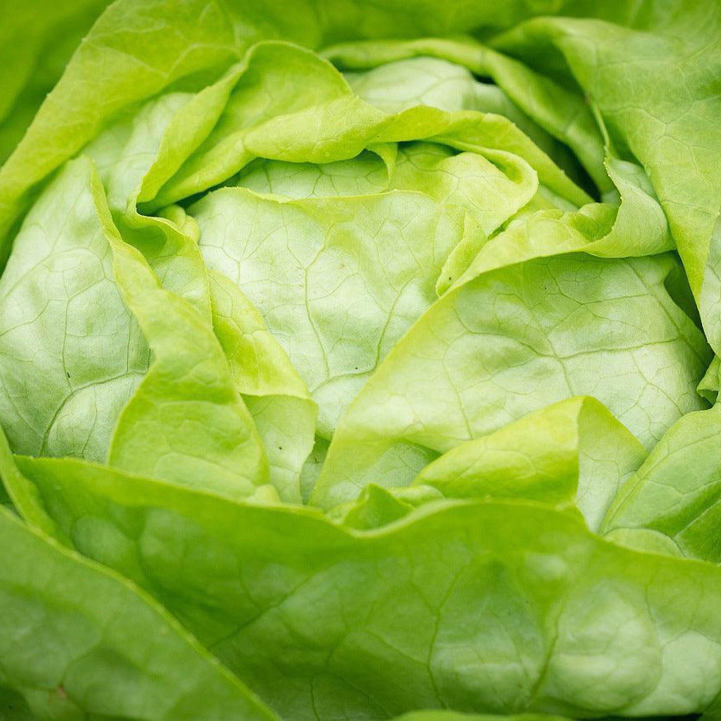 Close-up image of a fresh Iceberg Lettuce head with pale green leaves.