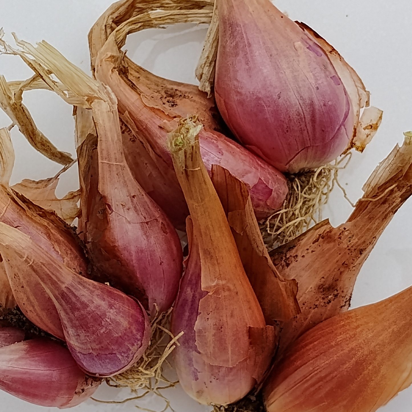 I’itoi Multiplying Onion Bulbs