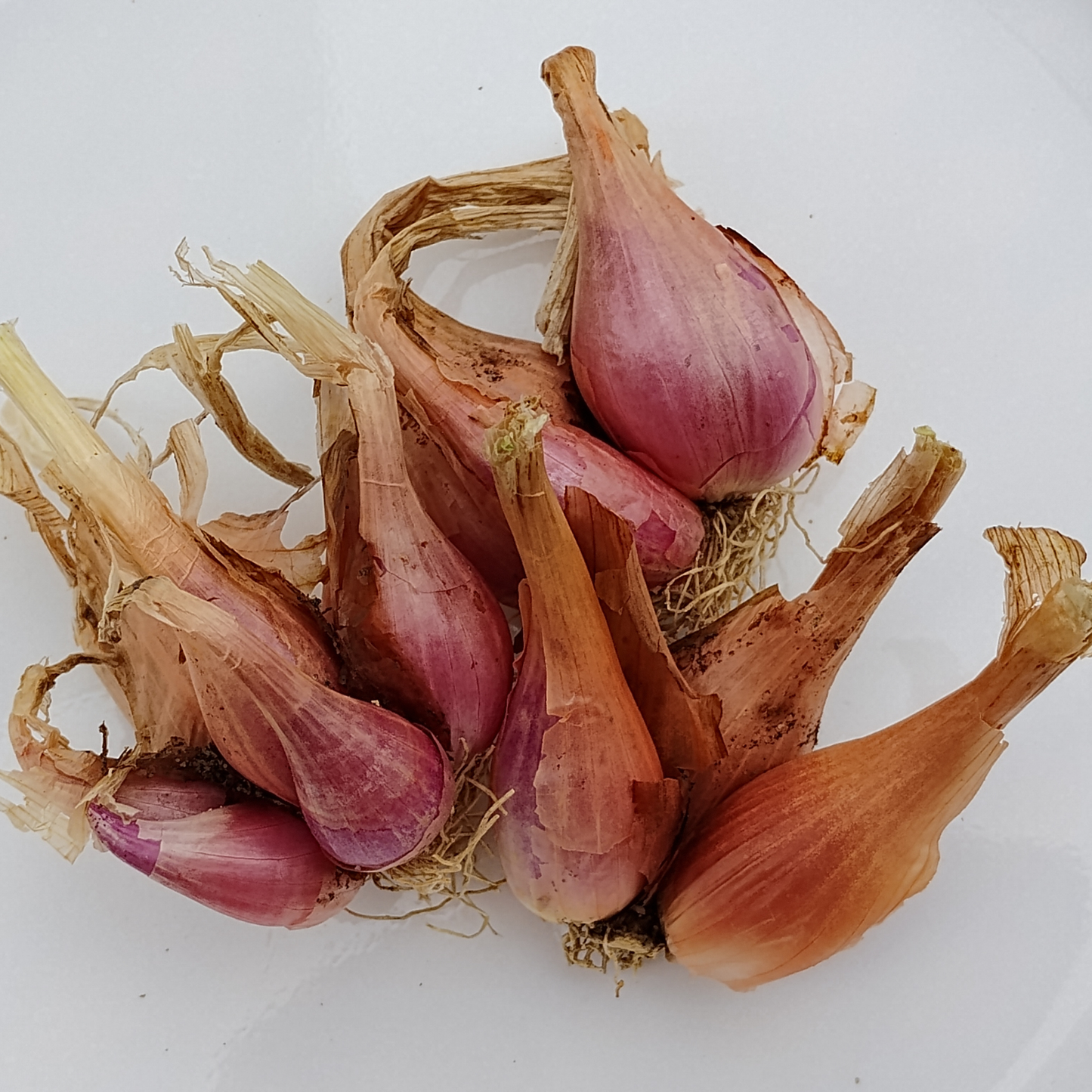 I’itoi Multiplying Onion Bulbs