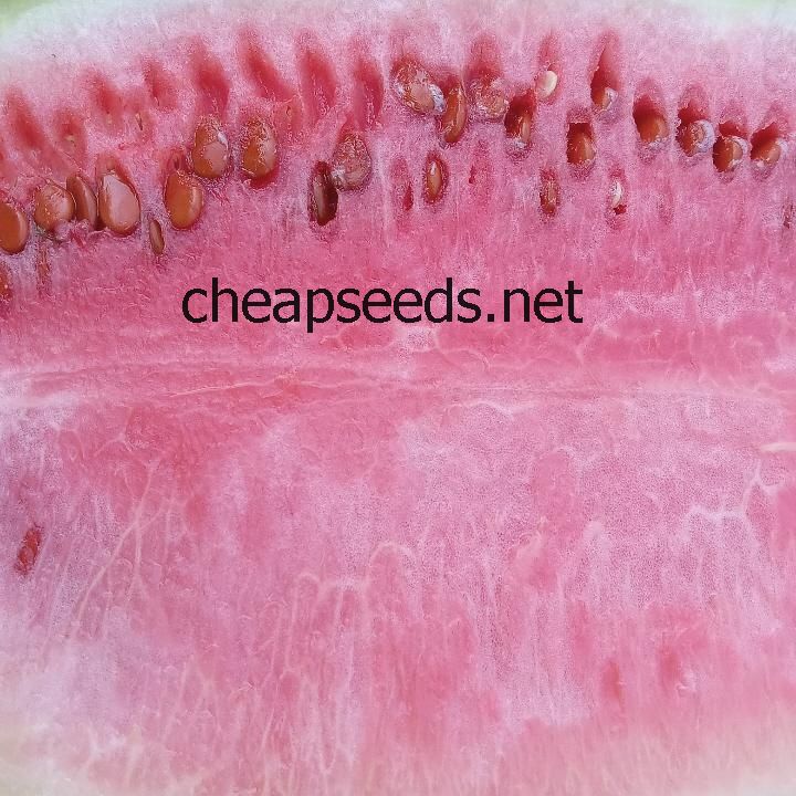 Illiniwek Watermelon