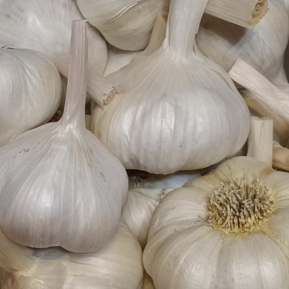 Inchelium Red Garlic