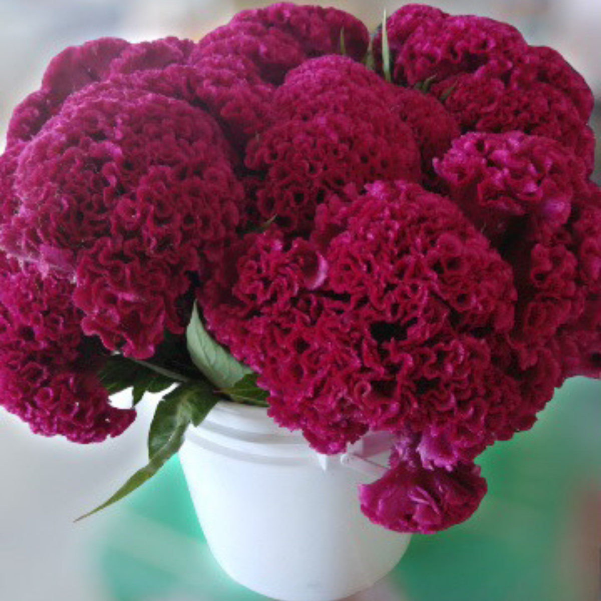 Indiana Giant Cockscomb flowers with large deep crimson crested blooms