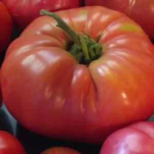 Indiana Heirloom Tomato