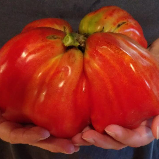 Irish Tomato