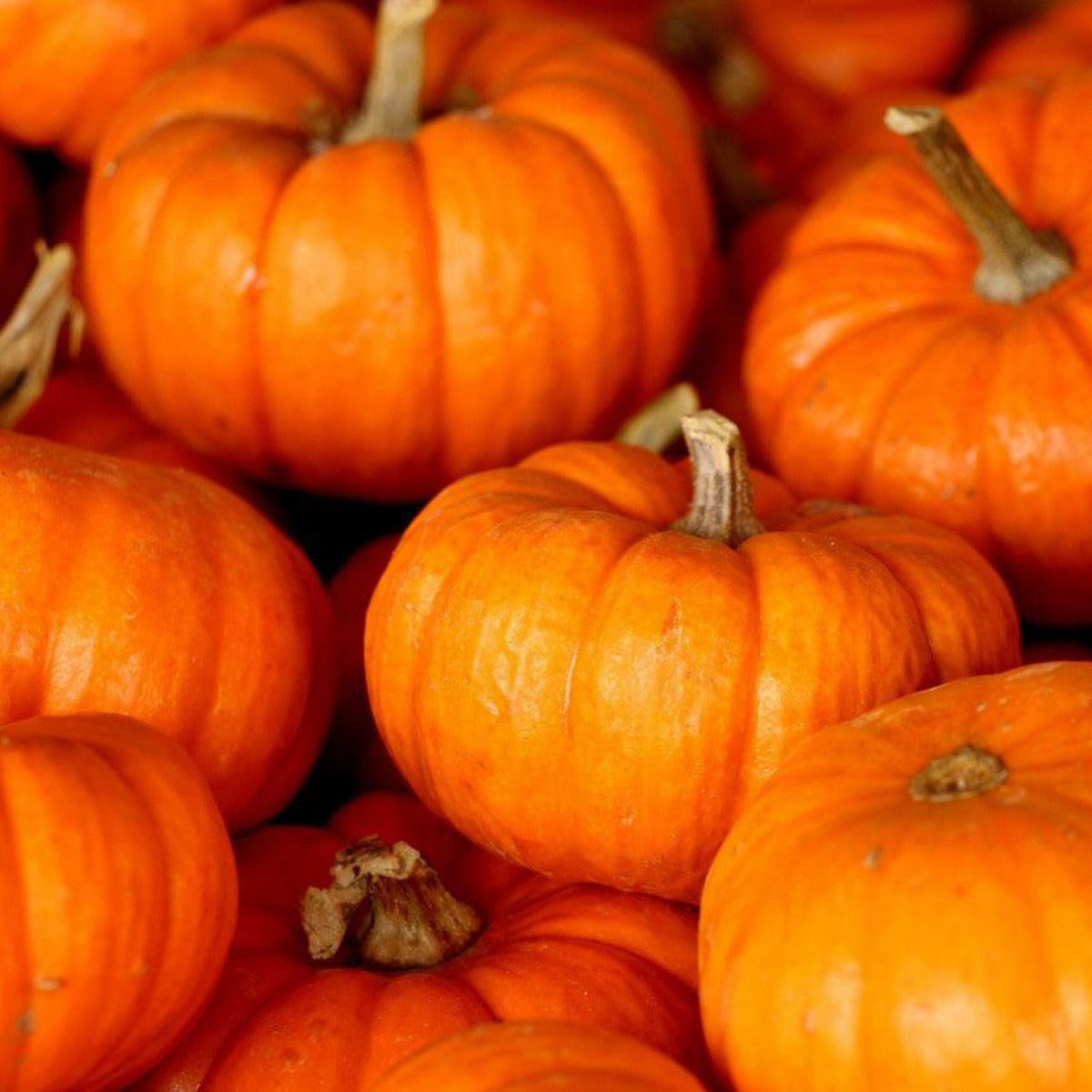 Harvested orange Jack Be Little miniature pumpkins